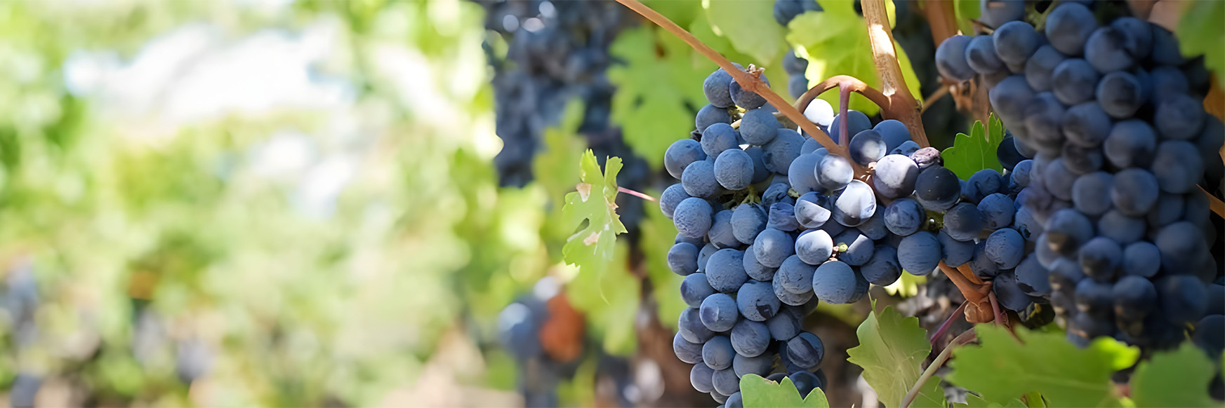 vignes