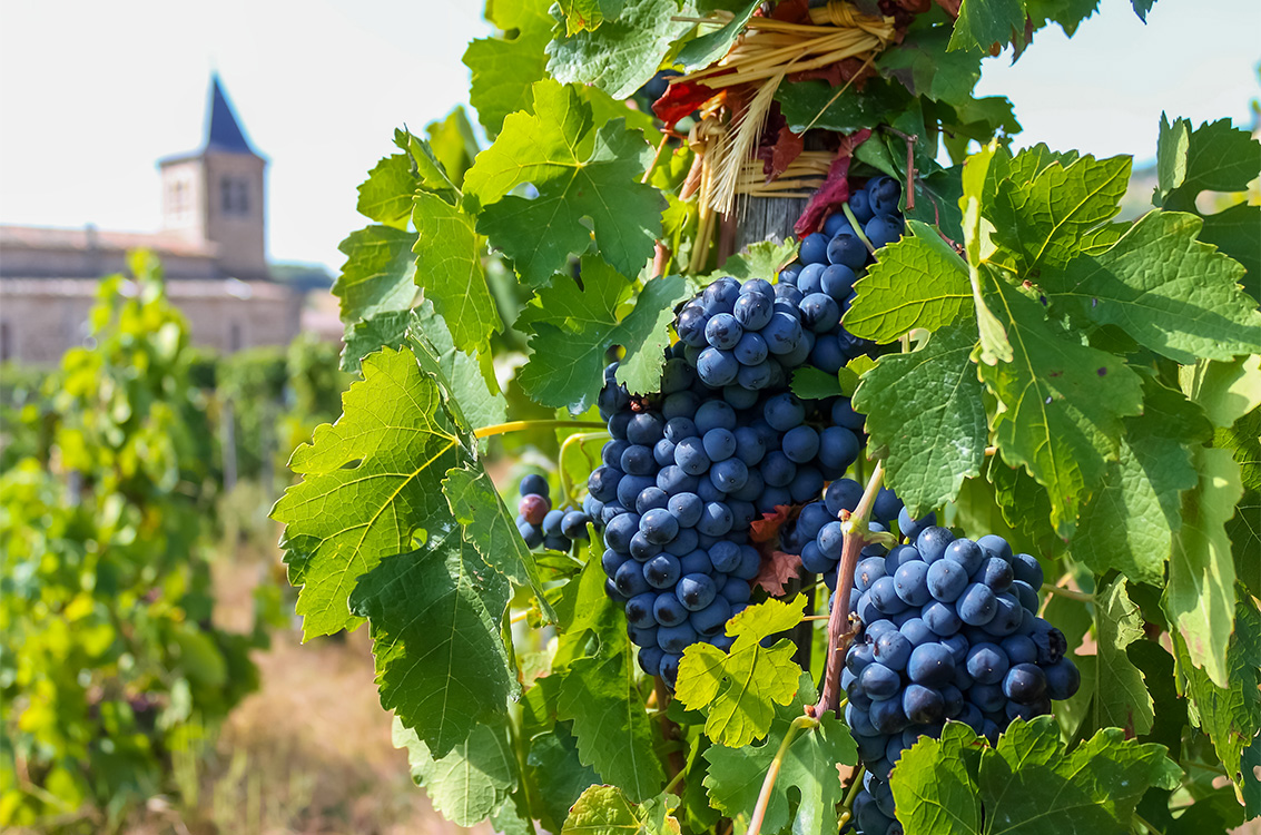 region riche en vignobles
